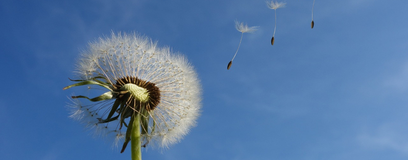une fleur de pissenlit que le vent &eacute;graine