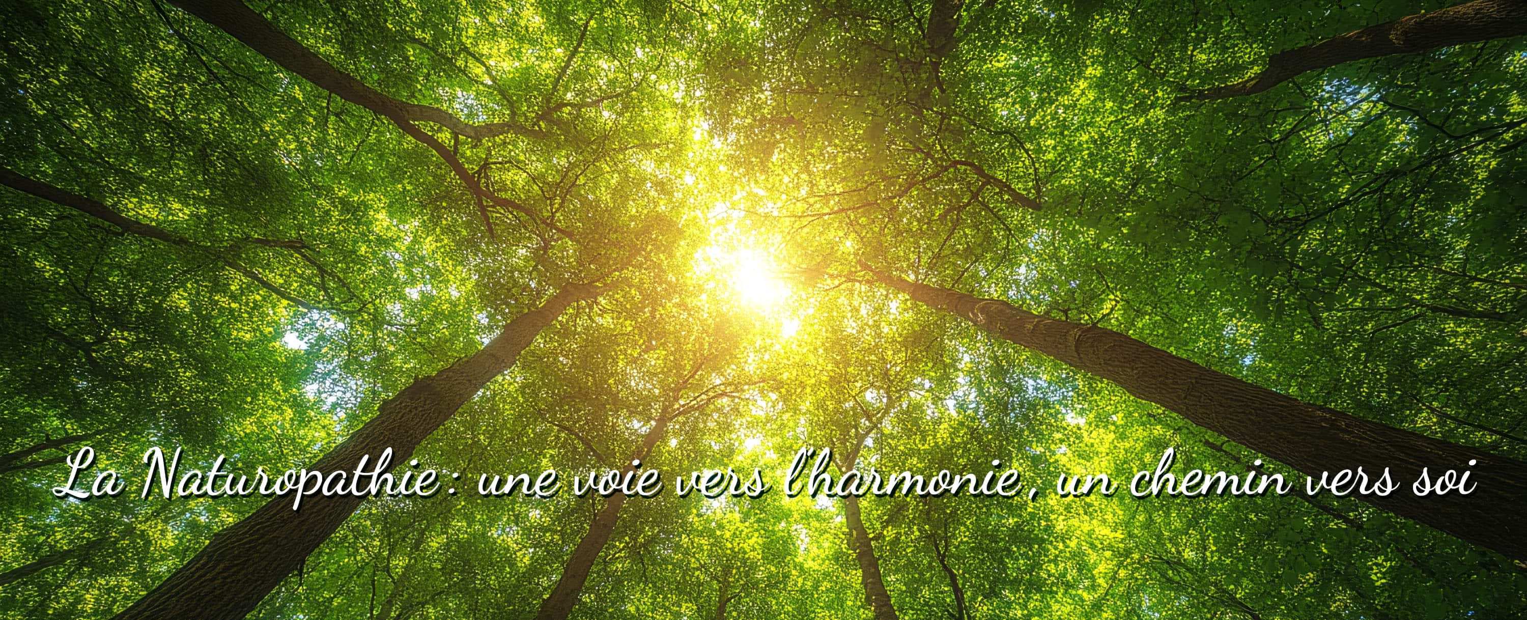 Une forêt luxuriante où le soleil perce depuis la cime des arbres